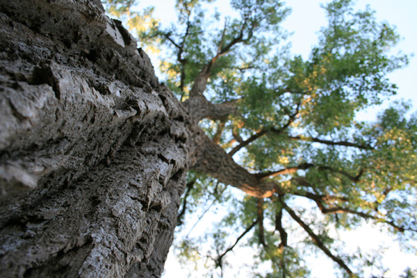 Old Tree