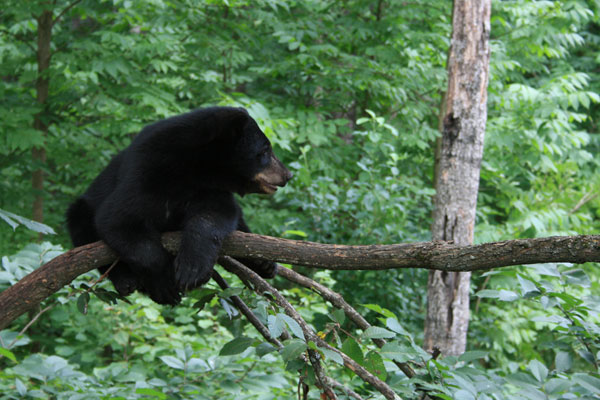 Black Bear Cub in Tree