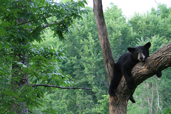 Black Bear Napping in a Tree