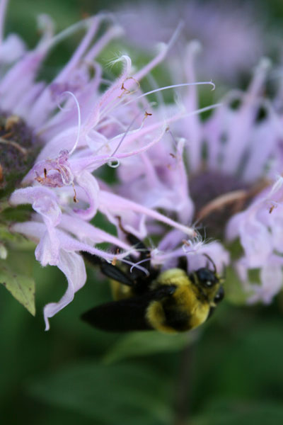 Bee on Flower