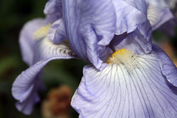 Iris