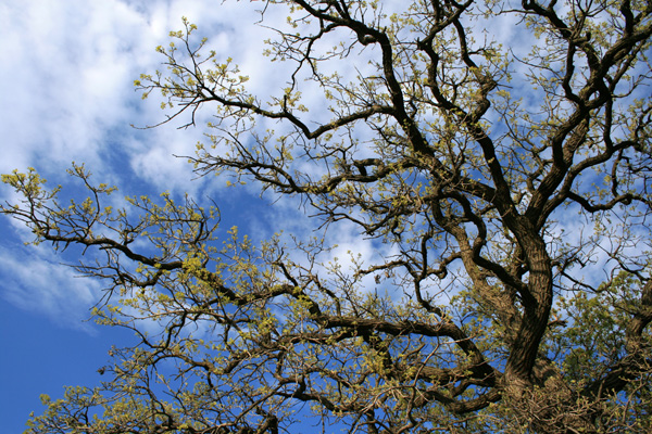 Branches