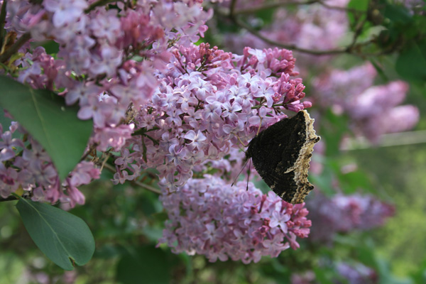 Butterfly, Biwabik, MN