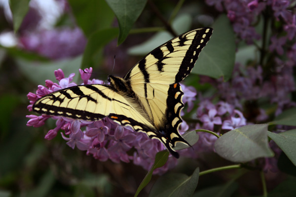 Butterfly, Biwabik, MN