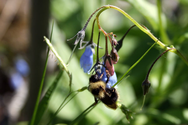 Bee on flower at Cascade River State Park, Minnesota