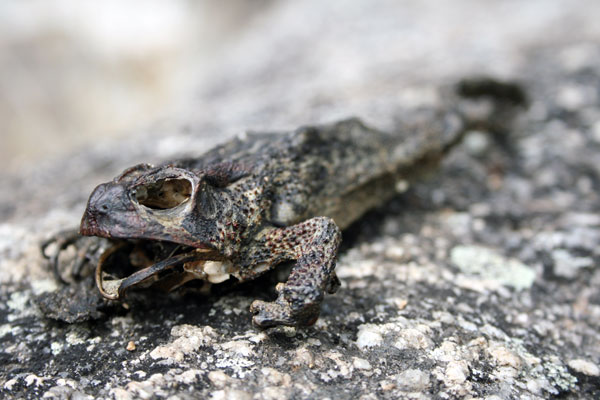 Dead Frog