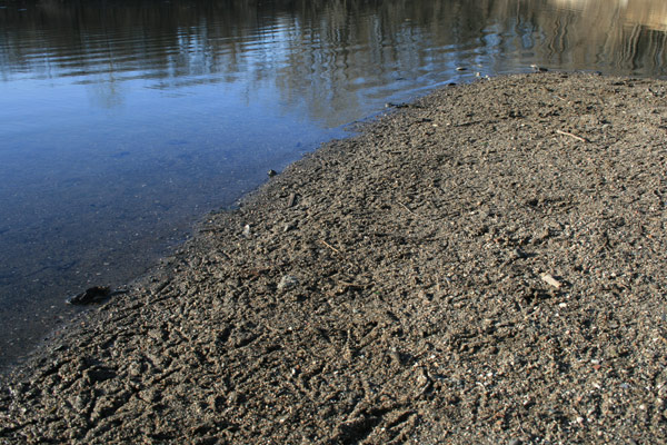 Duck Prints and Dead Fish