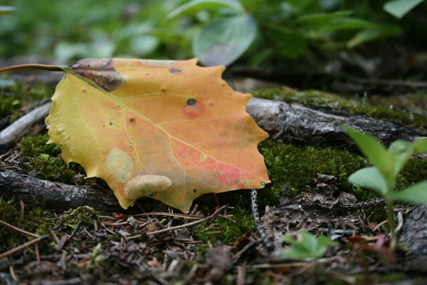 Early Fall?