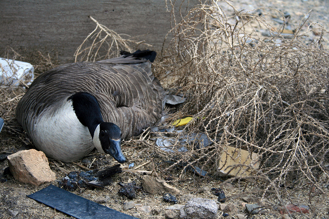 Urban Goose Nest, Minneapolis, MN