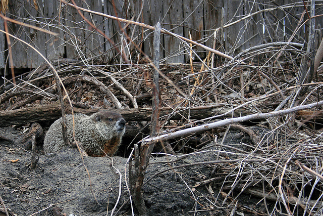 Groundhog