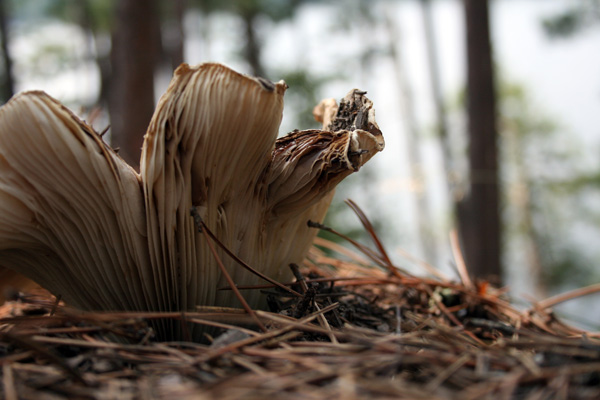 Mushroom, Scenic State Park, MN