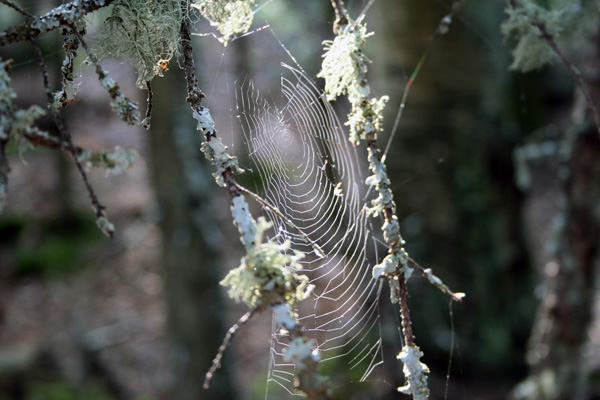 Spider Web - A walk in the woods