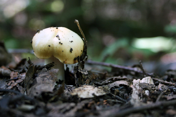 Little Mushroom