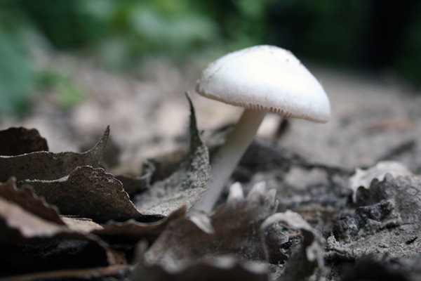 Mushroom, Minnesota Valley National Wildlife Refuge, Rapids Lake Unit