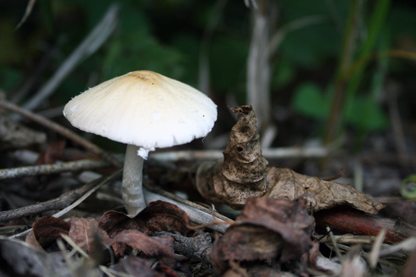 Mushroom, Minnesota Valley National Wildlife Refuge, Rapids Lake Unit