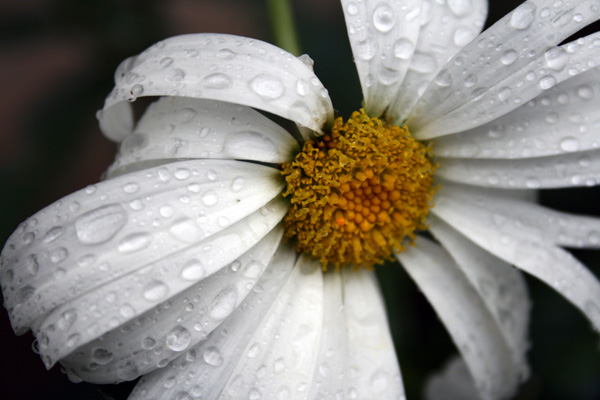 Flower with Rain Drops
