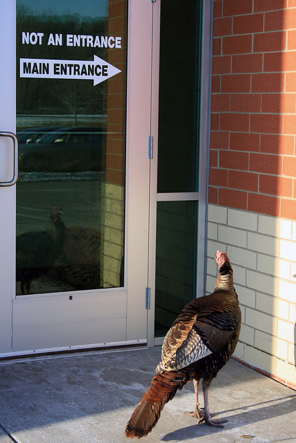 Turkeys do what they want. St. Paul, MN.
