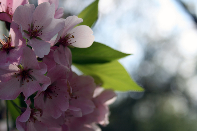 Cherry Blossoms, Washington D.C.