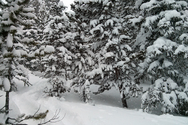 Colorado Snow
