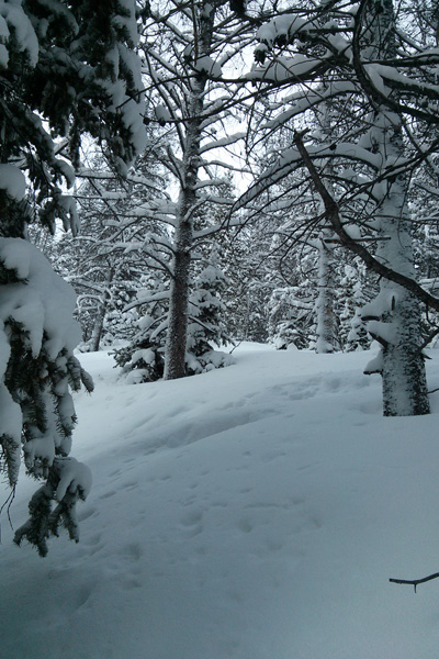 Untouched Snow