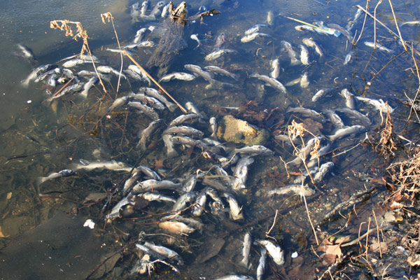 Many Dead Fish