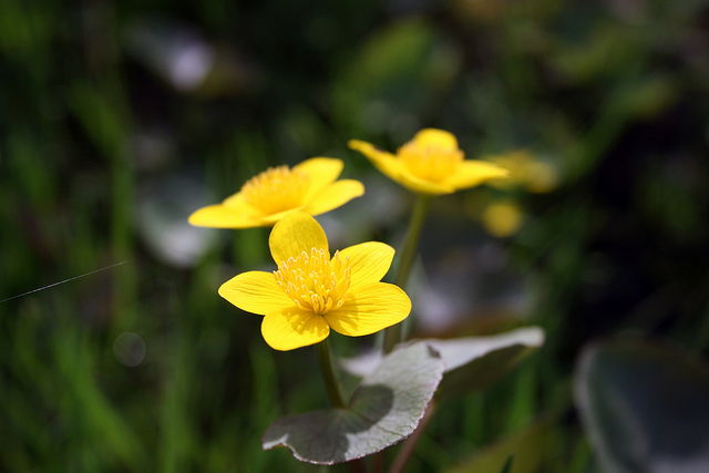 Marsh Marigolds