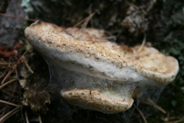 Mushroom Web