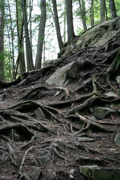 Tangled Roots