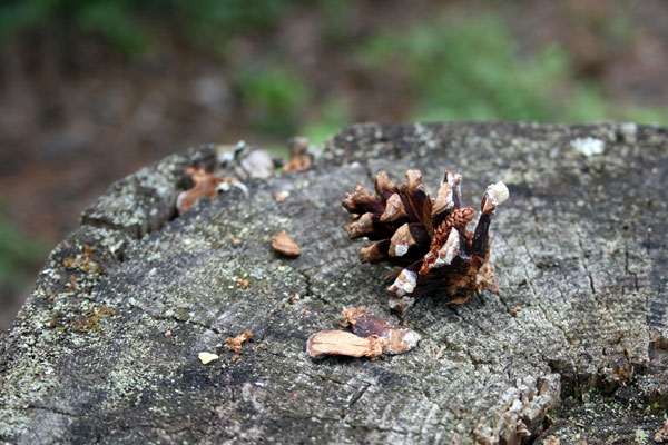 Pine Cone Stump