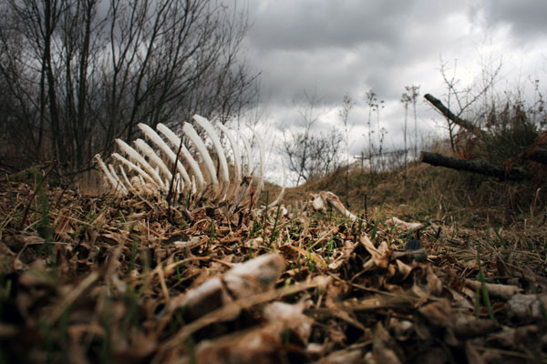 Rib Cage