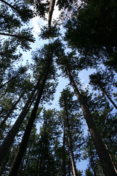 Tall Trees, Hiking along Vermilion Gorge near Crane Lake MN
