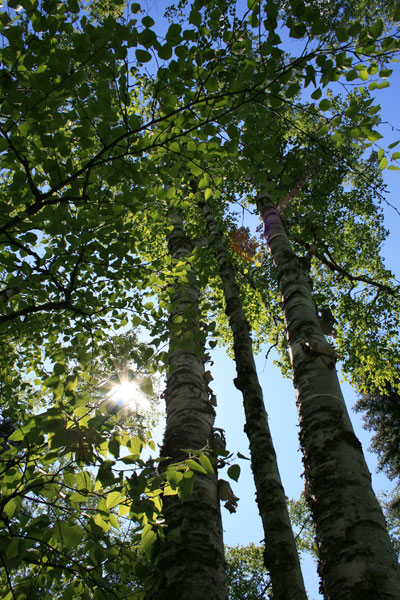 Birch Trees at Temperance River State Park, Minnesota