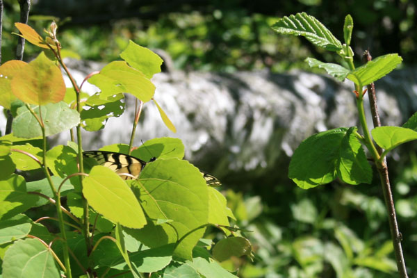 Butterfly, Temperance River State Park, Minnesota