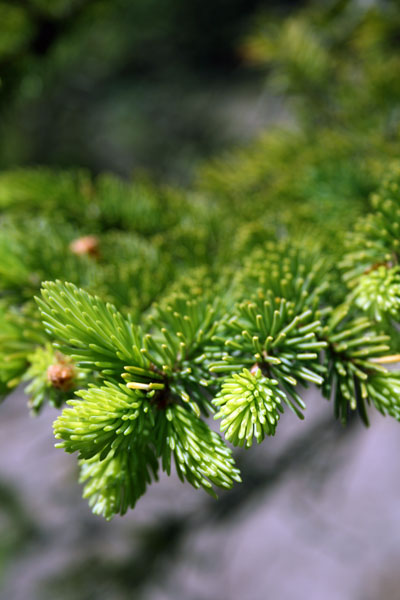 New Growth, Temperance River State Park, Minnesota