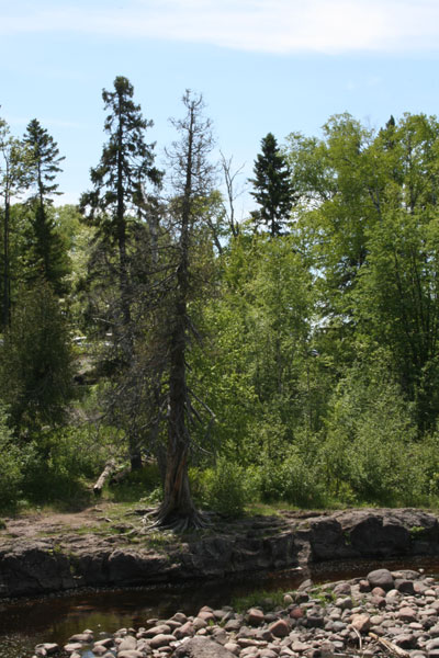 Twisted Tree, Temperance River State Park, Minnesota