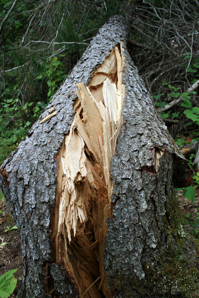 Split Tree