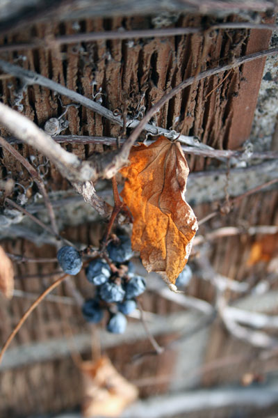 Vines