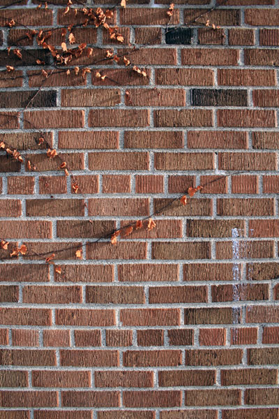 Vines