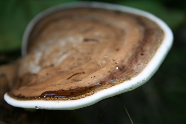 Water Pooling on a Mushroom