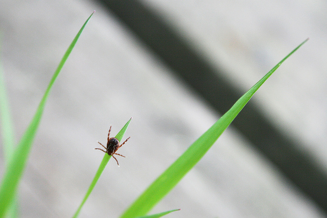 Woodtick