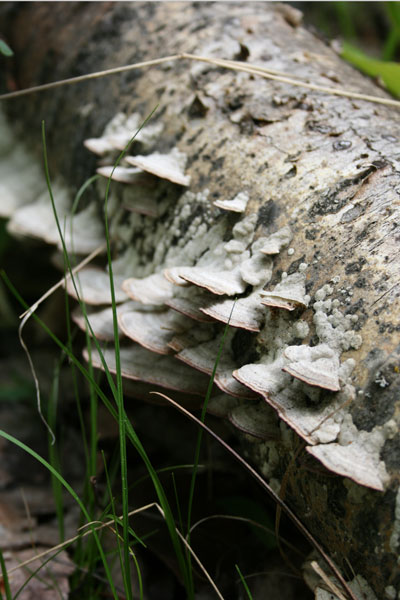 Mushrooms, Wynne Lake, Biwabik, Minnesota