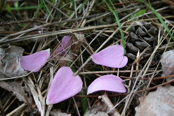 Wild Rose Petals, Wynne Lake, Biwabik, Minnesota