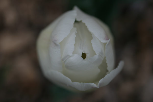About to bloom About to bloom