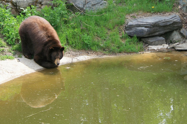 Fat Bear Drinking, Ely, Minnesota