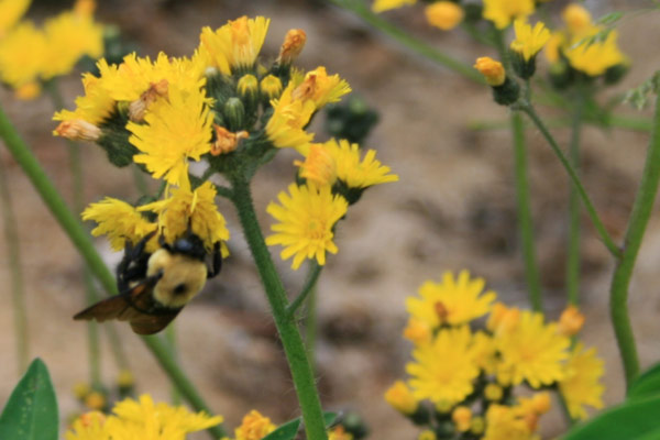 Bee on a yellow flower
