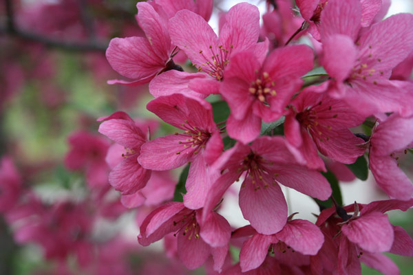 Trees in bloom