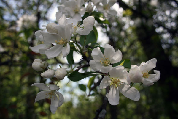 In Bloom