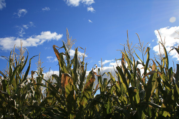 In the corn field on a sunny day