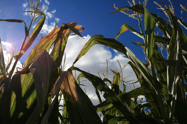 The Sunny Corn Field
