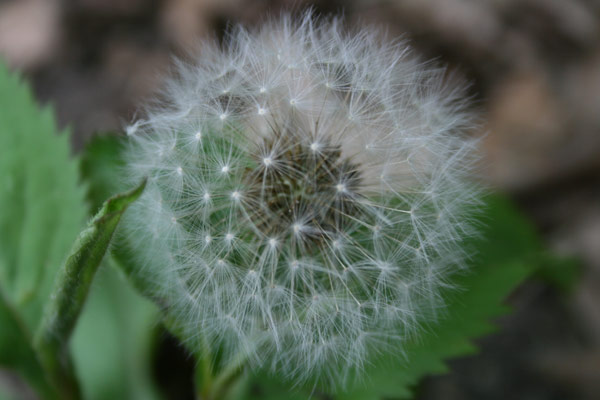 Dandelion parachute ball Dandelion parachute ball